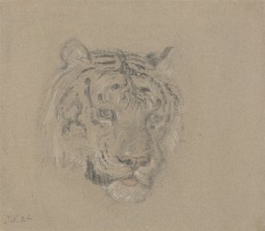 Head of a Tiger